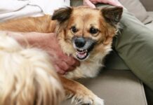 Why Dogs Growl When Pet: Vet-Reviewed Causes Why Dogs Growl When Pet: Vet-Reviewed Causes