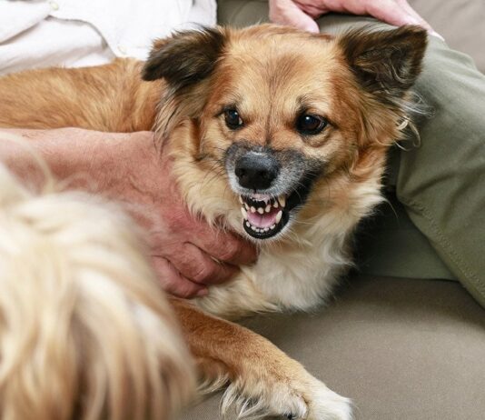 Why Dogs Growl When Pet: Vet-Reviewed Causes Why Dogs Growl When Pet: Vet-Reviewed Causes