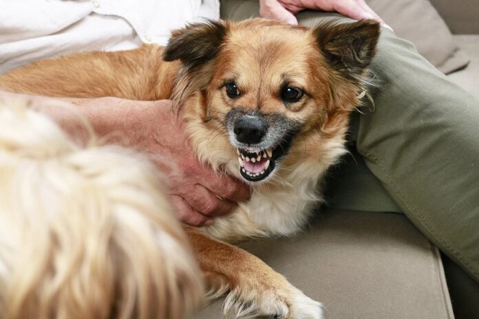 Why Dogs Growl When Pet: Vet-Reviewed Causes