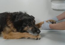 How to Improve Your Older Dog’s Mobility? How to Improve Your Older Dog’s Mobility?