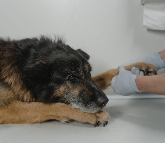 How to Improve Your Older Dog’s Mobility? How to Improve Your Older Dog’s Mobility?