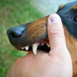 A List of Infections Dog Bite Victims Are Vulnerable to