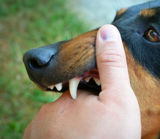 A List of Infections Dog Bite Victims Are Vulnerable to A List of Infections Dog Bite Victims Are Vulnerable to