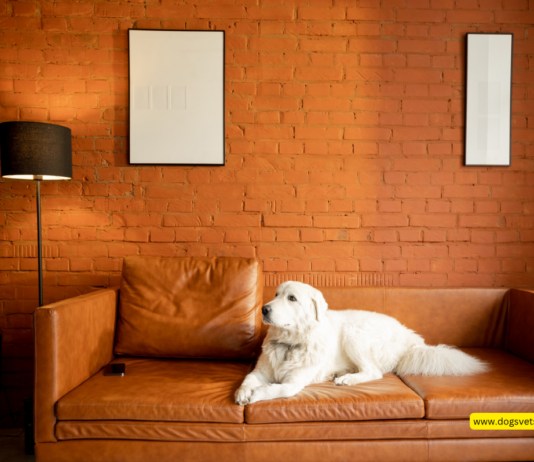 Selling Your Home with Exotic Pets: What to Know Before You Rent Back Selling Your Home with Exotic Pets: What to Know Before You Rent Back