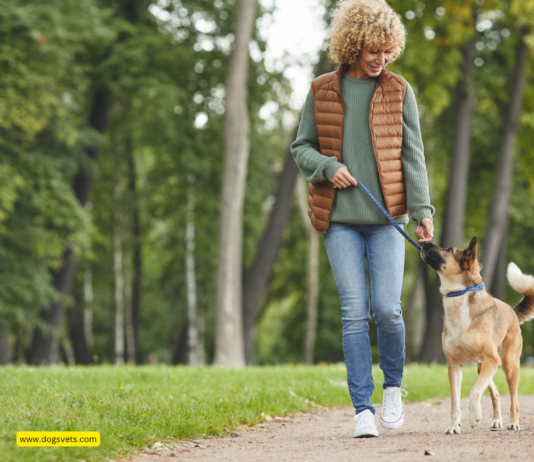 Walking Your Dog: The Best Way to Improve Physical and Mental Health Walking Your Dog: The Best Way to Improve Physical and Mental Health