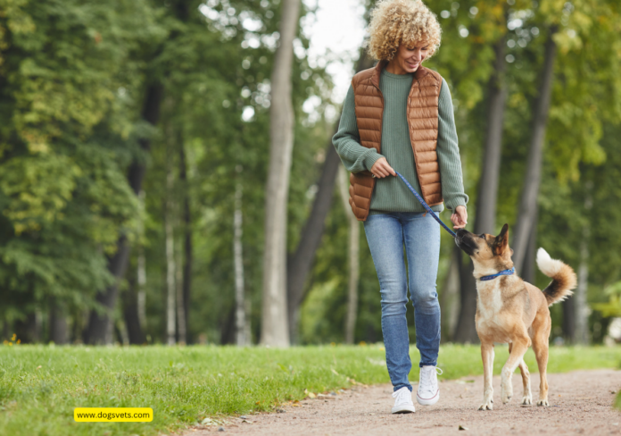 Walking Your Dog: The Best Way to Improve Physical and Mental Health