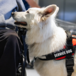Top 7 Of The Best Service Dog Breeds