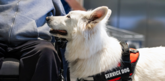 Top 7 Of The Best Service Dog Breeds Top 7 Of The Best Service Dog Breeds