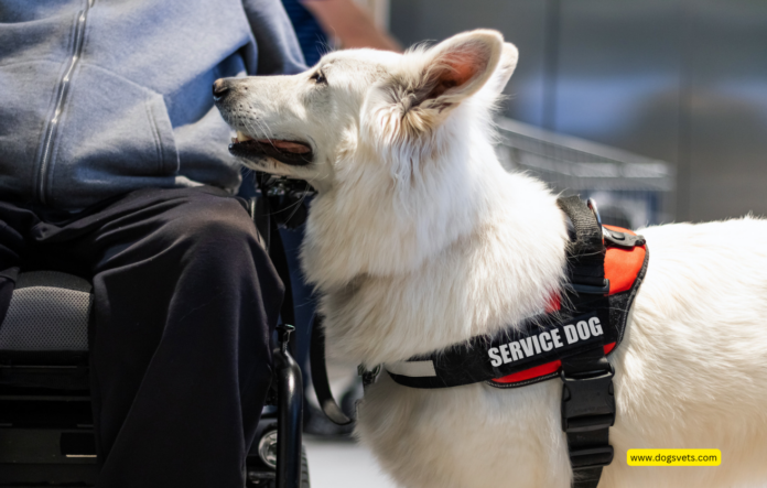 Top 7 Of The Best Service Dog Breeds