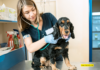 3 Reasons to Use an Online Vet in Florida (Fluffy Planet)