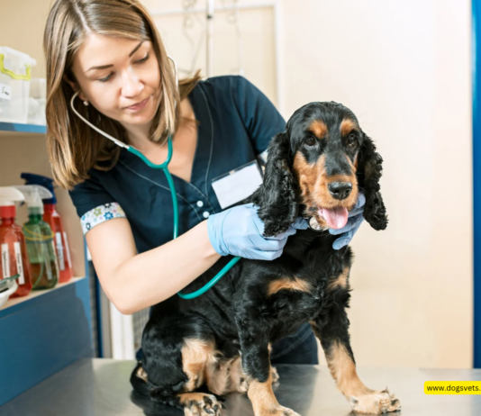 3 Reasons to Use an Online Vet in Florida (Fluffy Planet) 3 Reasons to Use an Online Vet in Florida (Fluffy Planet)