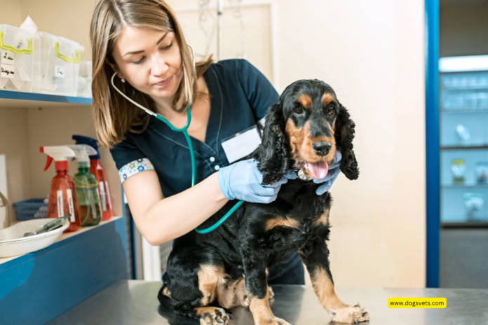 3 Reasons to Use an Online Vet in Florida (Fluffy Planet)