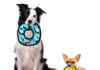 Top 7 Durable Dog Toys for Heavy Chewers Top 7 Durable Dog Toys for Heavy Chewers