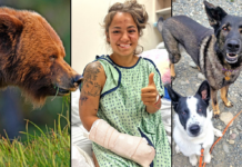 German Shepherd Saves Owner From Bear Attack German Shepherd Saves Owner From Bear Attack