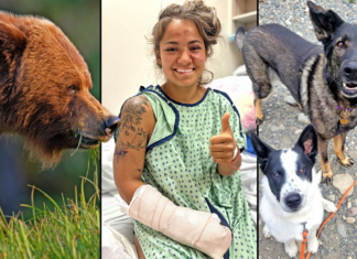 German Shepherd Saves Owner From Bear Attack German Shepherd Saves Owner From Bear Attack