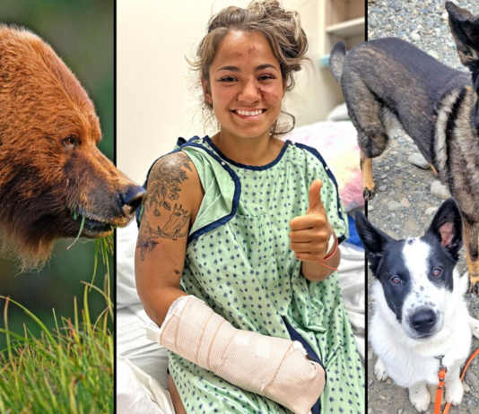 German Shepherd Saves Owner From Bear Attack German Shepherd Saves Owner From Bear Attack