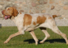 Bracco Italiano Dog Breed: Elegant Italian Pointer