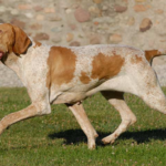 Bracco Italiano Dog Breed: Elegant Italian Pointer Bracco Italiano Dog Breed: Elegant Italian Pointer