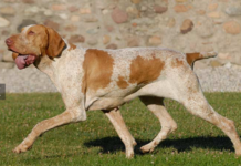 Bracco Italiano Dog Breed: Elegant Italian Pointer Bracco Italiano Dog Breed: Elegant Italian Pointer