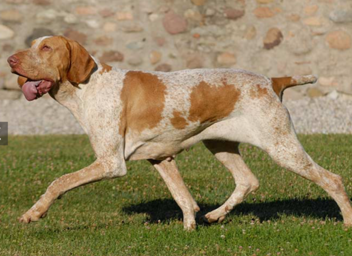 Bracco Italiano Dog Breed: Elegant Italian Pointer