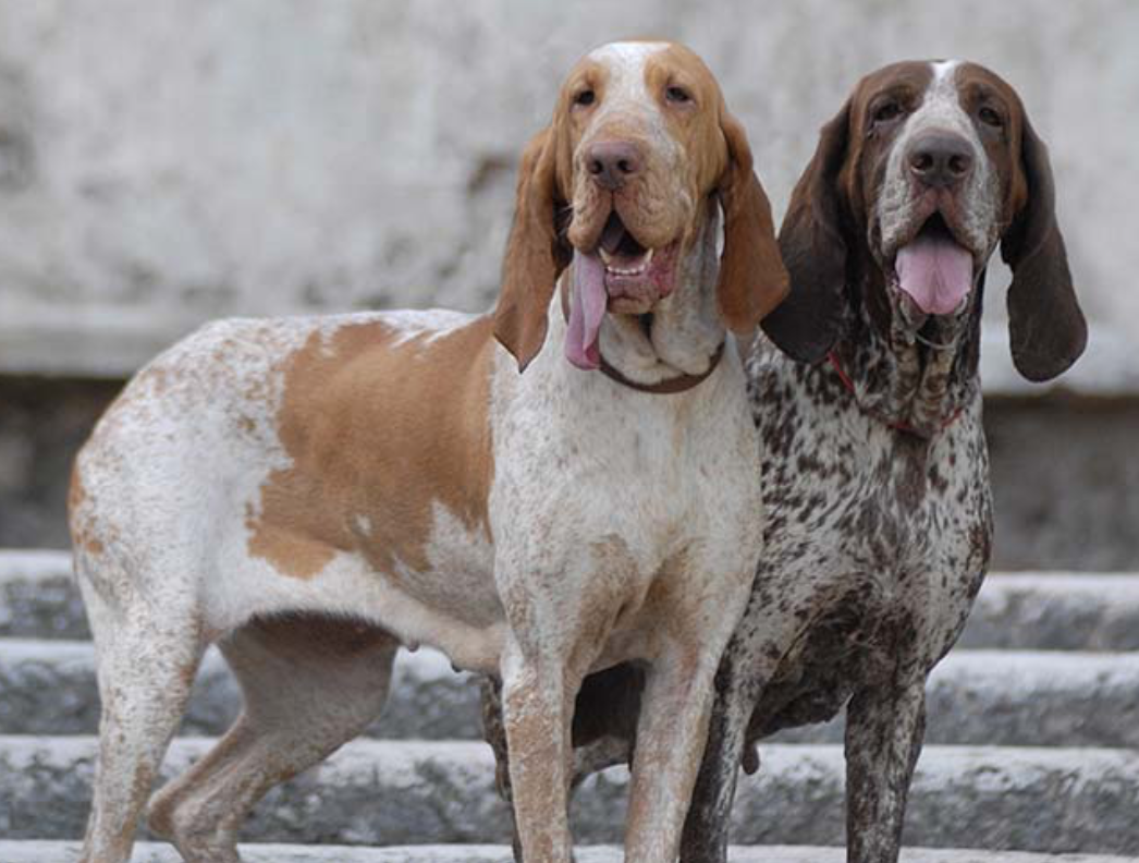 Bracco Italiano Dog Breed