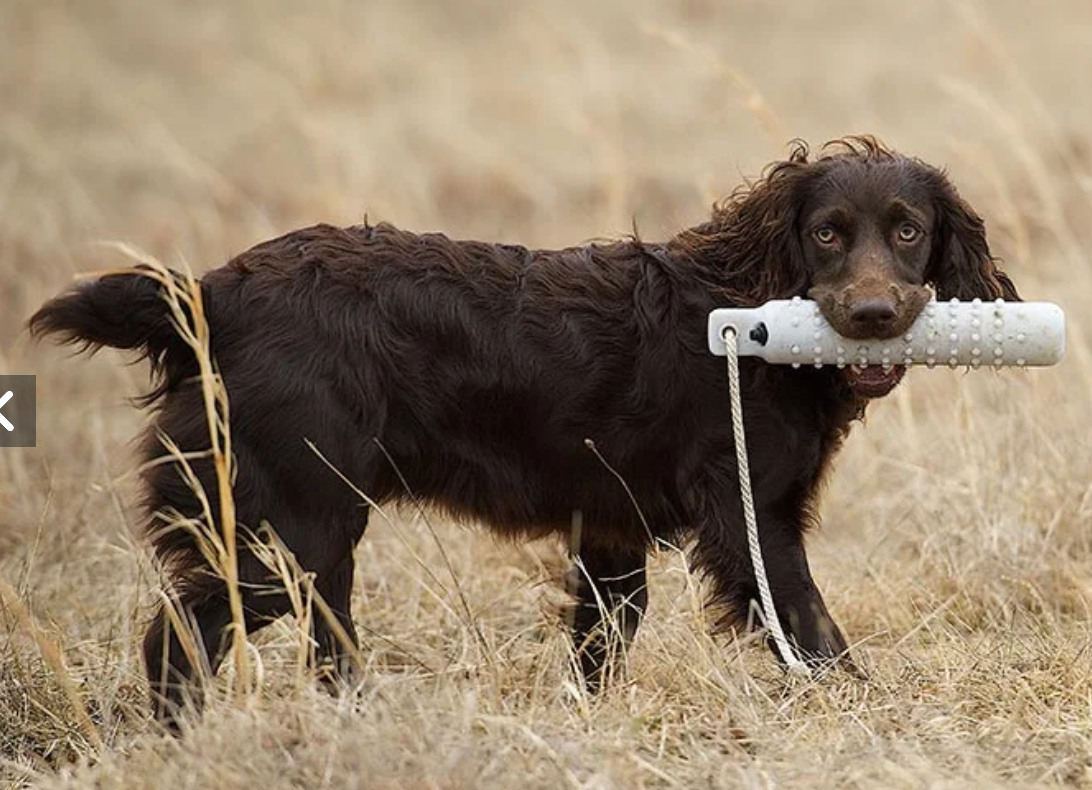 Boykin Spaniel Dog Breed