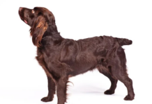 Boykin Spaniel Dog Breed: The Energetic and Lovable Sporting Dog Boykin Spaniel Dog Breed: The Energetic and Lovable Sporting Dog