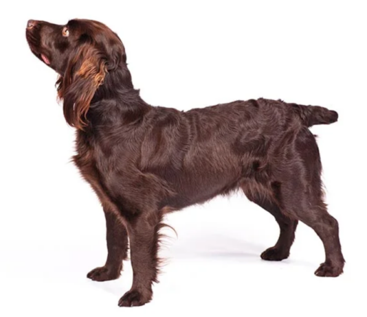 Boykin Spaniel Dog Breed: The Energetic and Lovable Sporting Dog Boykin Spaniel Dog Breed: The Energetic and Lovable Sporting Dog