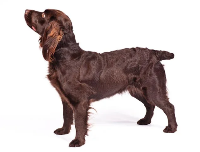 Boykin Spaniel Dog Breed: The Energetic and Lovable Sporting Dog