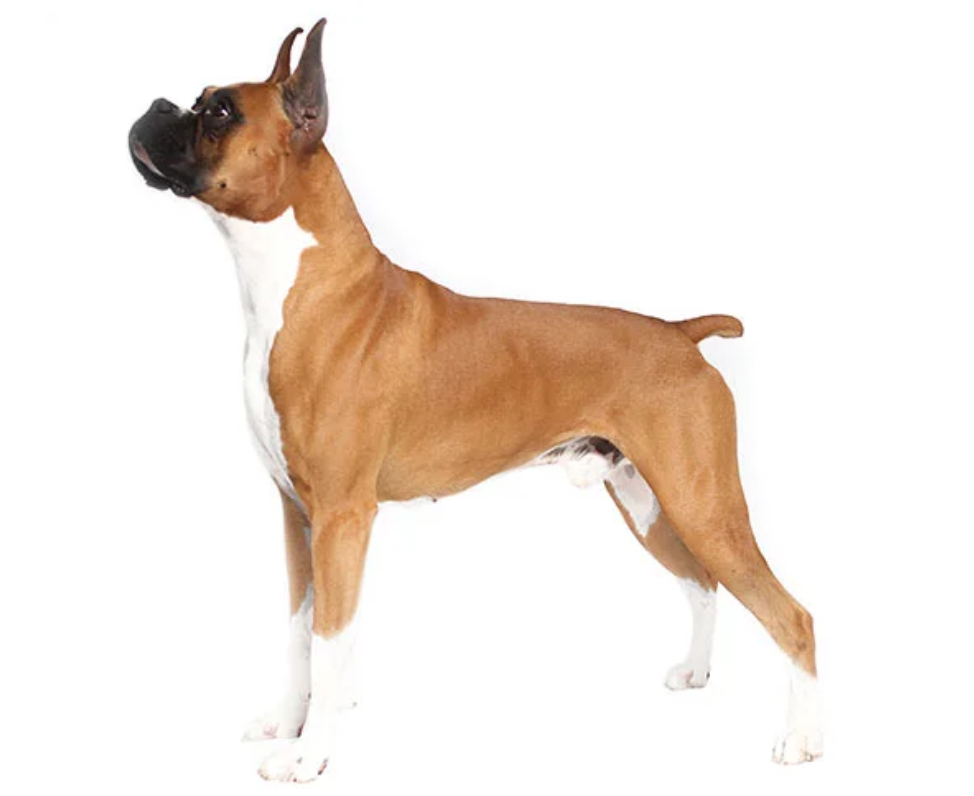 Boxer Dog Breed