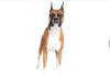 Boxer Dog Breed: Loyal, Playful, and Protective Companion