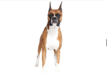 Boxer Dog Breed: Loyal, Playful, and Protective Companion Boxer Dog Breed: Loyal, Playful, and Protective Companion