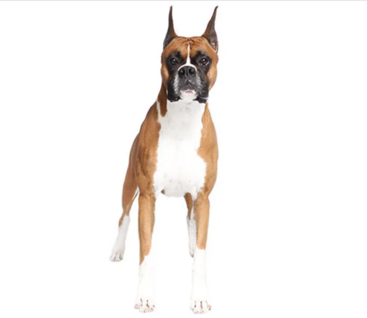 Boxer Dog Breed: Loyal, Playful, and Protective Companion Boxer Dog Breed: Loyal, Playful, and Protective Companion