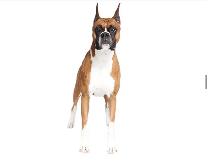 Boxer Dog Breed: Loyal, Playful, and Protective Companion