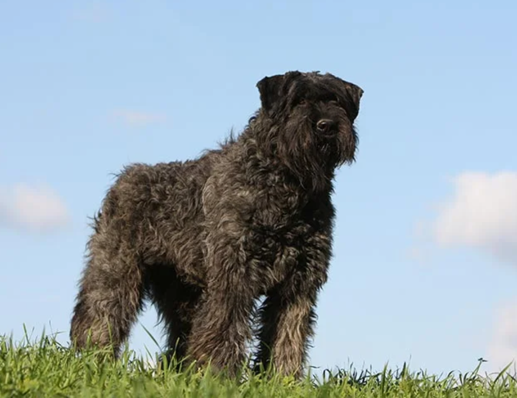 Bouvier des Flandres Dog Breed