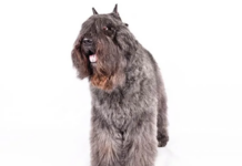 Bouvier des Flandres Dog Breed: The Versatile and Courageous Herding Dog Bouvier des Flandres Dog Breed: The Versatile and Courageous Herding Dog