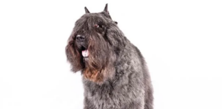 Bouvier des Flandres Dog Breed: The Versatile and Courageous Herding Dog Bouvier des Flandres Dog Breed: The Versatile and Courageous Herding Dog