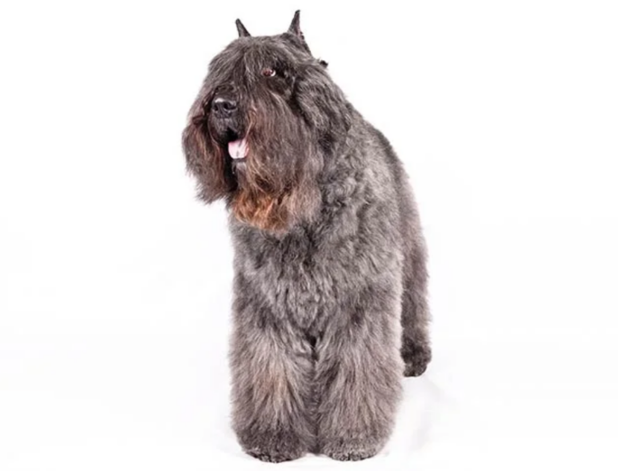 Bouvier des Flandres Dog Breed: The Versatile and Courageous Herding Dog