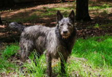 Bouvier des Ardennes Dog Breed: The Playful and Hardy Herding Dog Bouvier des Ardennes Dog Breed: The Playful and Hardy Herding Dog