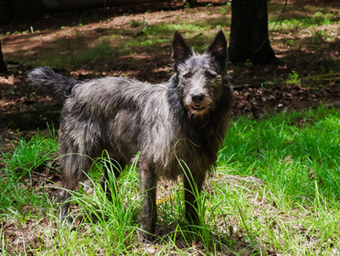 Bouvier des Ardennes Dog Breed: The Playful and Hardy Herding Dog