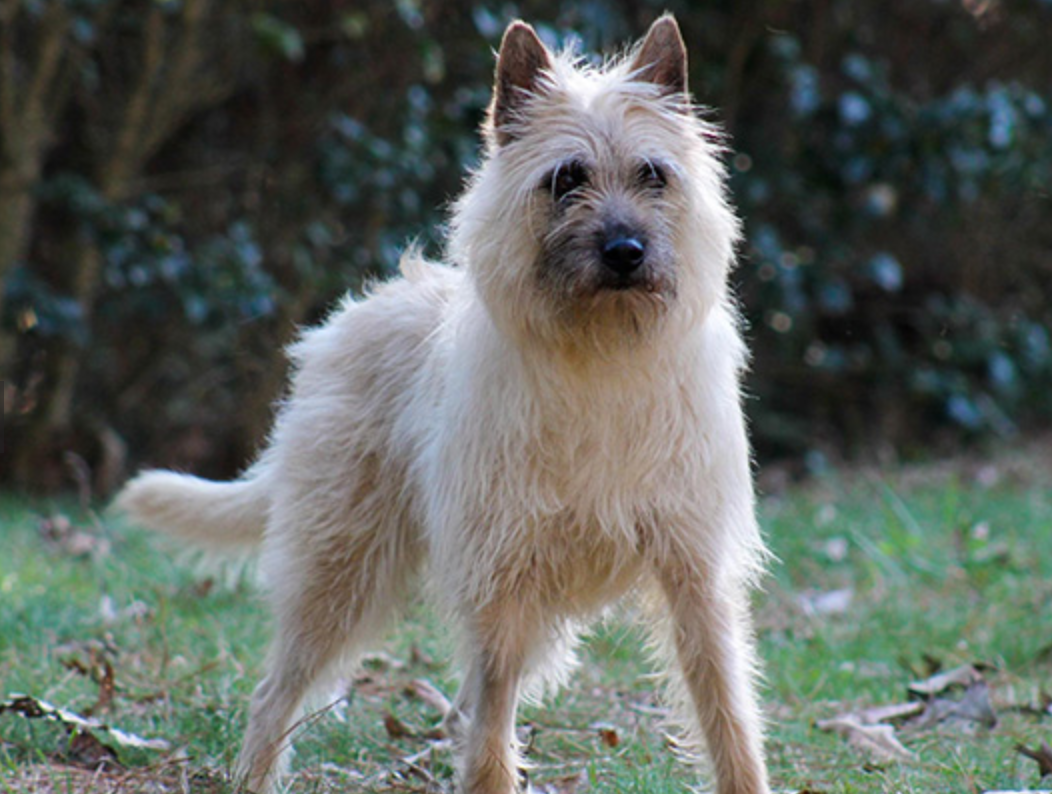 Bouvier des Ardennes Dog Breed