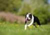 Boston Terrier Dog Breed: The Friendly and Bright American Gentleman Boston Terrier Dog Breed: The Friendly and Bright American Gentleman