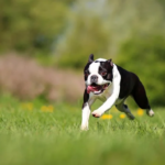 Boston Terrier Dog Breed: The Friendly and Bright American Gentleman