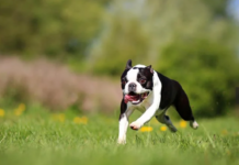 Boston Terrier Dog Breed: The Friendly and Bright American Gentleman Boston Terrier Dog Breed: The Friendly and Bright American Gentleman