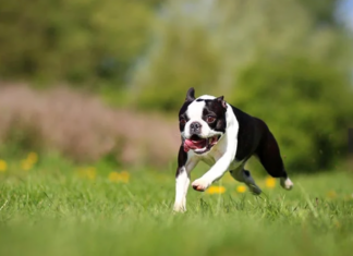 Boston Terrier Dog Breed: The Friendly and Bright American Gentleman Boston Terrier Dog Breed: The Friendly and Bright American Gentleman