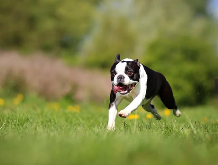 Boston Terrier Dog Breed: The Friendly and Bright American Gentleman