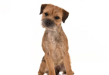 Border Terrier Dog Breed: A Spirited and Affectionate Companion Border Terrier Dog Breed: A Spirited and Affectionate Companion