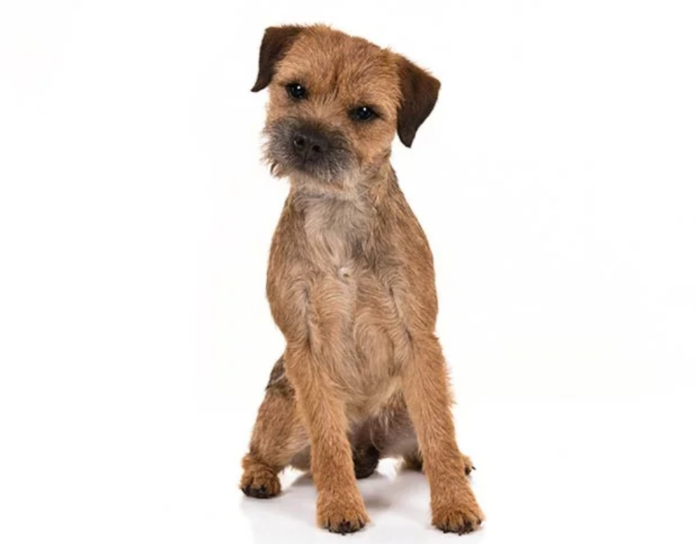 Border Terrier Dog Breed: A Spirited and Affectionate Companion