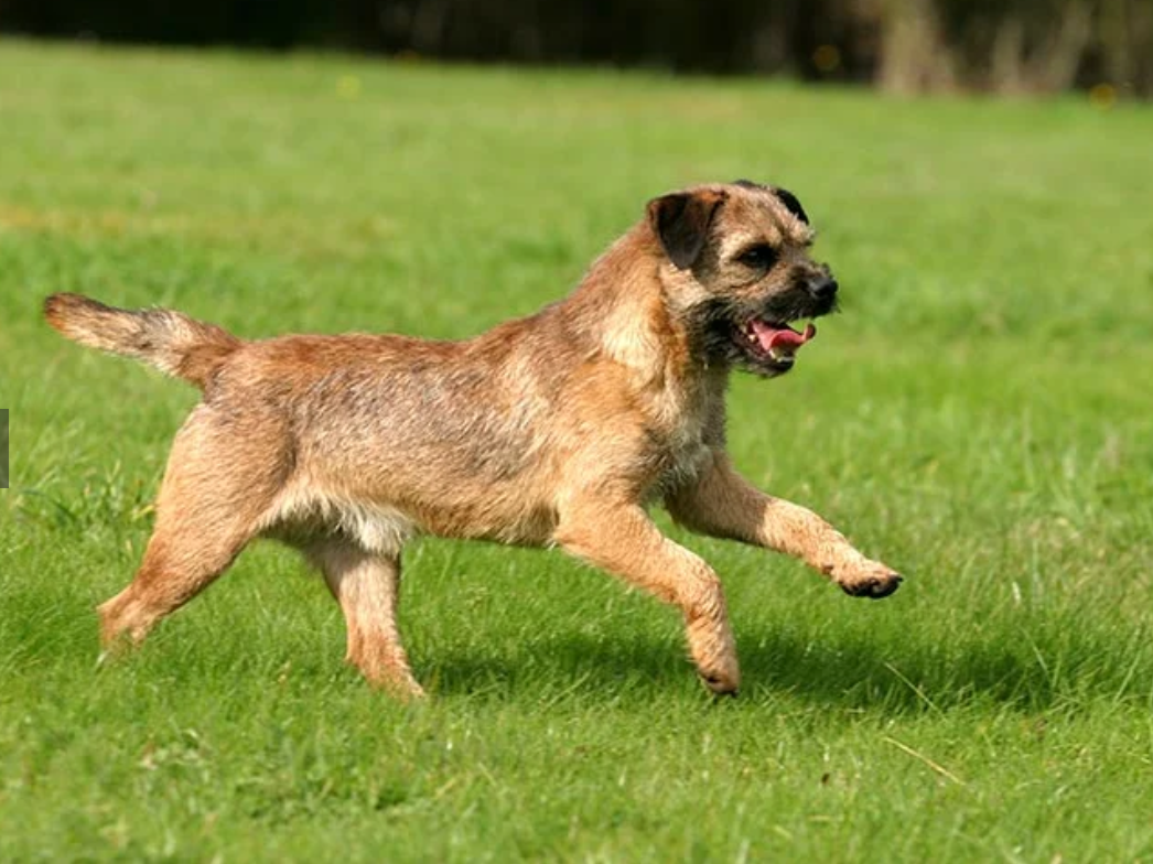 Border Terrier Dog Breed