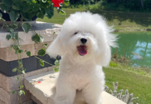 Bolognese Dog Breed: Fluffy Italian Companion Bolognese Dog Breed: Fluffy Italian Companion